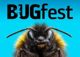 Picture of a bee against the blue background with the &#039;BUGfest&#039; title