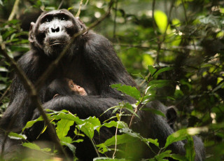 A mother chimpanzee holds her infant.