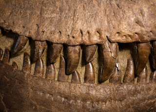Fossilized dinosaur teeth. 