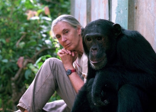 Jane Goodall and a chimpanzee