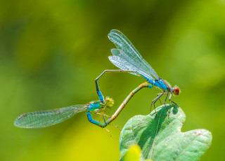 Two dragonflies engaged in a mating wheel.