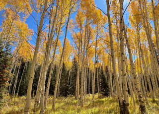 Aspen trees in fall.