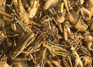 A pile of dead grasshoppers. 