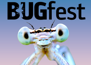 BUGfest and an image of a damselfly.