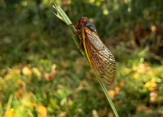 A cicada on a stem of grass.