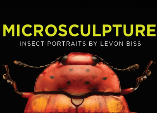 Microsculpture: Insect Portraits by Levon Biss