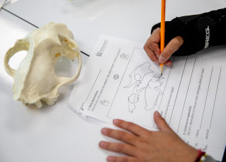 A worksheet showing observations of a cougar skull