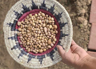 Small tan seed like grains sit a in a woven red, white and blue basket