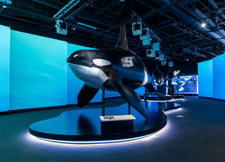 A life-size model of an orca in the exhibition. 