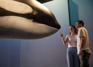 A young couple views a life-sized model of an Orca. 