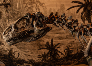 A fossilized skeleton of Allosaurus