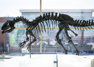 A fossil skeleton on display at the airport. 
