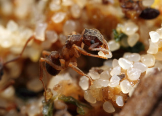 A yeast-farming worker of the fungus-farming ant species Cyphomyrmex cf. rimosus, collected in Mindo, Ecuador, in 2011, on its fungus garden.