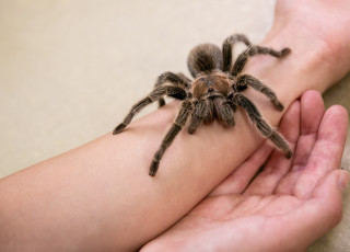 Tarantula Interaction at NHMU