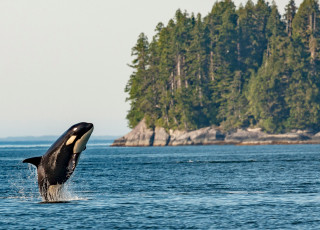 An orca breaching near a wooded shoreline.