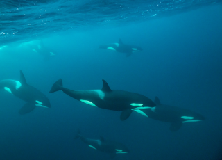 Family of Orcas (Killer Whales) Swimming
