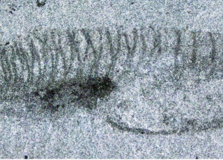 A fossil of Nuucichthys rhynchocephalus