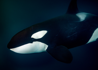 Solo Orca