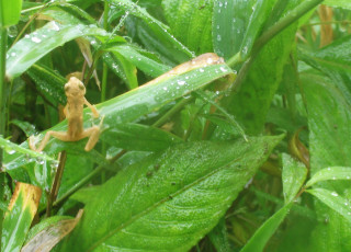 A small toad on a leaf.