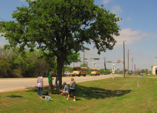 A team of researchers gather around a tree by a roadway. 
