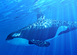 Orca featuring attributes of the Delphinidae family.