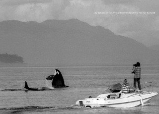 A man standing on a boat films orca. 