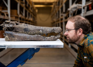 Randy Irmis faces off with a fossil Borealosuchus skull