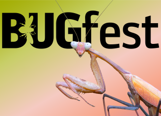 BugFest Logo