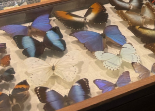 butterfly collection case