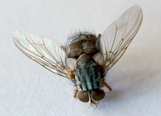 vampire fly
