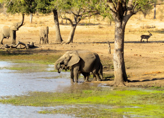 Elephants by a watering hole