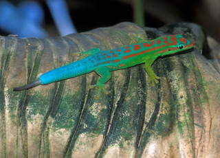 A blue tailed gecko