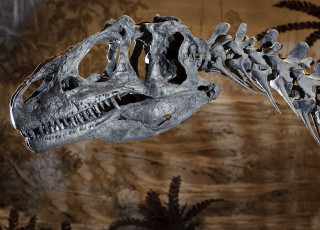 A dinosaur fossil on display at NHMU.