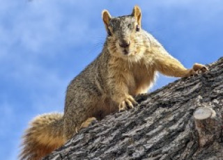 A squirrel is perched on a tree branch.
