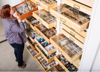This is an image of Christy Bills veiwing the Entomology Collection.