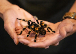 A staff member presents a spider during a presentation in Wild World at NHMU.