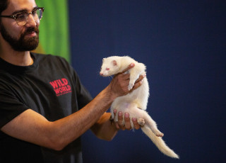 A staff member presents a ferret during a presentation in Wild World at NHMU.