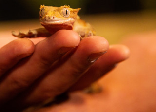 A gecko rests in someones hand.