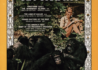 National Geographic magazine cover from 1965 with Dr. Jane Goodall (background) observing 4 chimpanzees (foreground).
