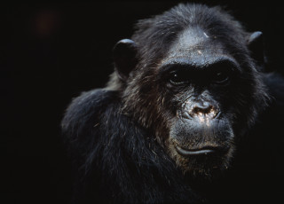 A close up photo of a chimpanzee