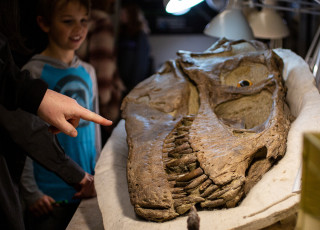 a child pointing at a dinosaur head