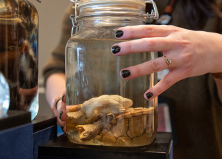 A turtle specimen (deceased) in liquid in a glass jar