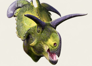 A large rendering of a ceratopsian dinosaur head with grey horns and green skin against white background