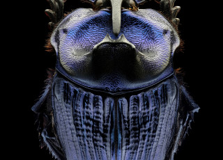 A macro photo shows the form of a beetle with purple color