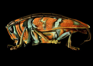 A macro photo shows the form a beetle with blue and orange stripes