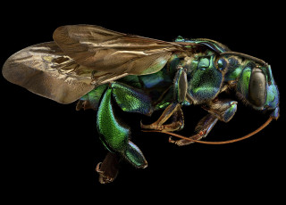 A macro photo shows the form a bee with blue and green colors