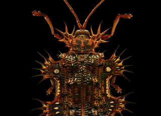 A macro photo shows the form a beetle with spiked features and orange colors