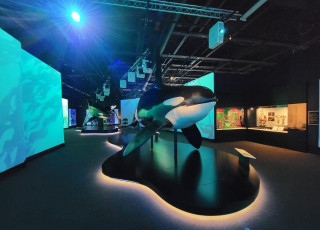 A life-size replica of a orca