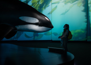 A person stands in silhouette looking at a life-size replica of a orca