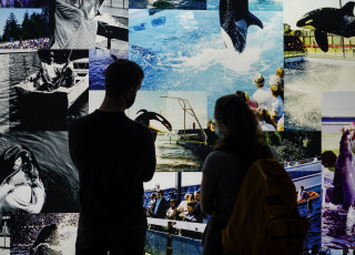 2 people stand in silhouette before a collage of photos of orcas in film